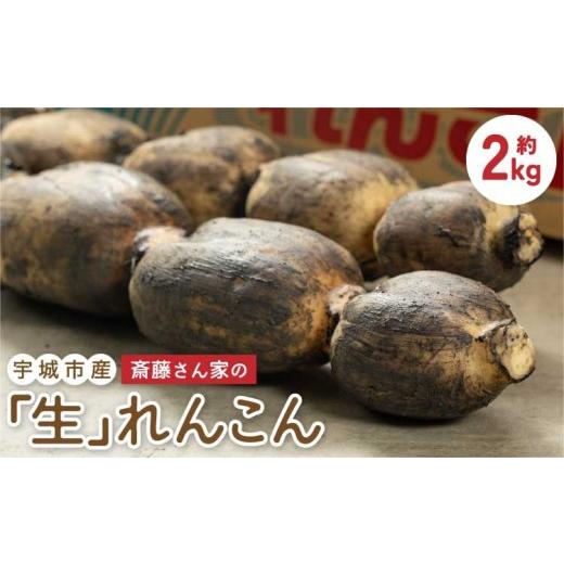ふるさと納税 人参・大根・他根菜 熊本県 宇城市 先行予約 斎藤さん家の「生」れんこん 約2kg (約2〜3本 節数:8〜10節) 2026年9月上旬〜2027年3月上旬発送…