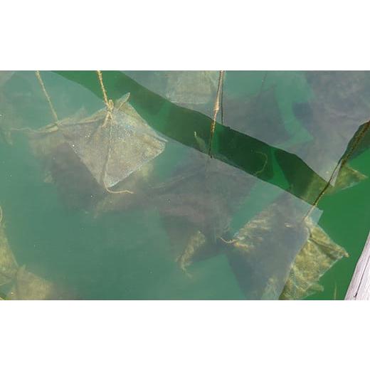 ふるさと納税 ネックレス 三重県 志摩市 真珠 パール アクセサリー ネックレス 伊勢志摩 志摩 三重県 ギフト 母の日 ホワイトデー クリスマス 入学式 卒業式 …の画像