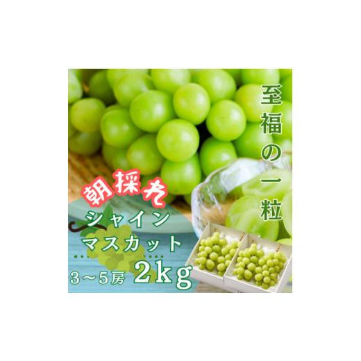 ふるさと納税 ぶどう マスカット 茨城県 かすみがうら市 茨城県かすみがうら市産シャインマスカット 約2Kg (3〜5房) 1474047の画像