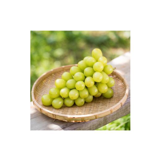 ふるさと納税 ぶどう マスカット 茨城県 かすみがうら市 茨城県かすみがうら市産シャインマスカット 約2Kg (3〜5房) 1474047の画像