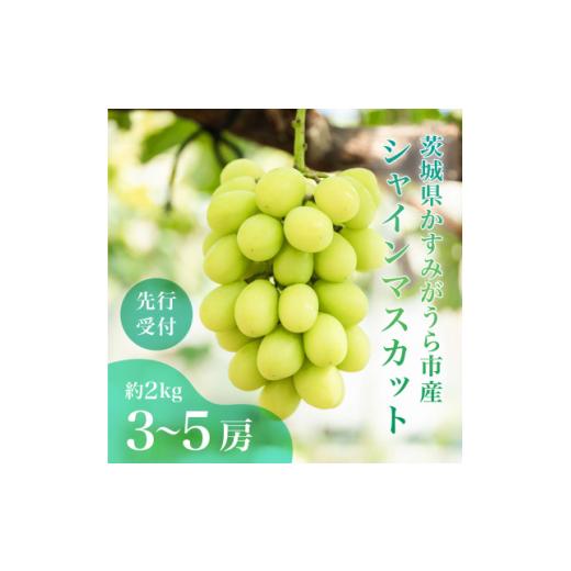 ふるさと納税 ぶどう マスカット 茨城県 かすみがうら市 茨城県かすみがうら市産シャインマスカット 約2Kg (3〜5房) 1474047の画像