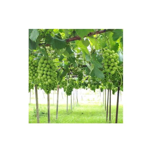 ふるさと納税 ぶどう マスカット 茨城県 かすみがうら市 茨城県かすみがうら市産シャインマスカット 約2Kg (3〜5房) 1474047の画像
