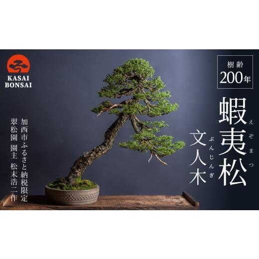 ふるさと納税 花・苗木 盆栽 兵庫県 加西市 盆栽 翠松園 蝦夷松 文人木 樹齢200年_1