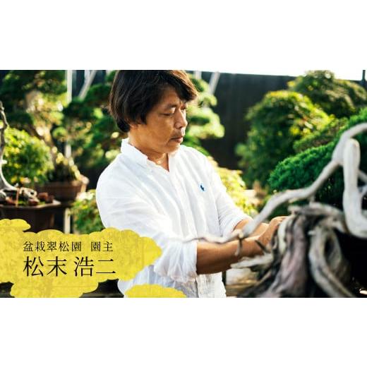 ふるさと納税 花・苗木 盆栽 兵庫県 加西市 盆栽 翠松園 蝦夷松 文人木 樹齢200年_5