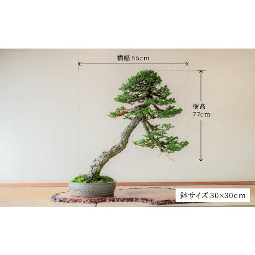 ふるさと納税 花・苗木 盆栽 兵庫県 加西市 盆栽 翠松園 蝦夷松 文人木 樹齢200年_9