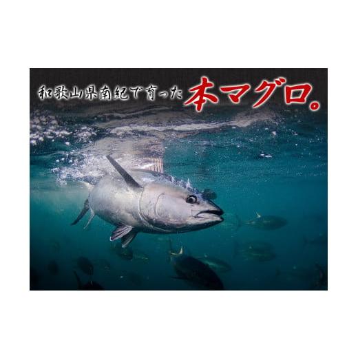 本マグロ トロ 赤身セット500g 和歌山 紀州串本産 養殖 まぐろ 鮪 刺身 寿司 柵 冷凍 送料無料 本まぐろ グルメ ギフト 誕生日 内祝 高級 爆買 : うなぎ屋かわすい Yahoo!ショッピング店 - 通販 - Yahoo!ショッピング