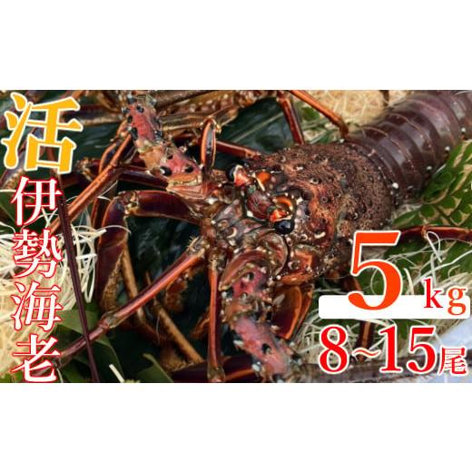 ふるさと納税 エビ 伊勢エビ 高知県 室戸市 室戸市産活伊勢海老 5kg レシピ、軍手 伊勢エビ 伊勢えび イセエビ えび 海老