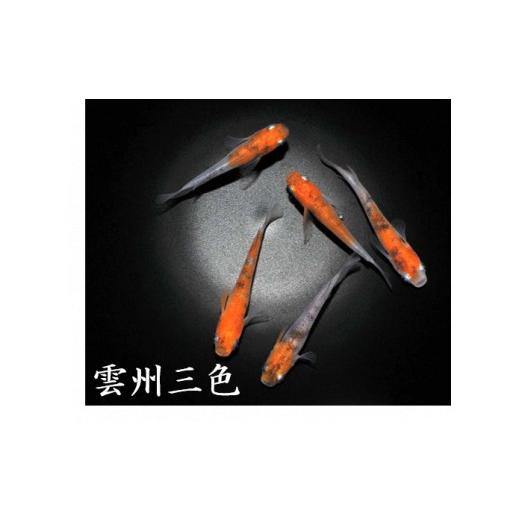 ふるさと納税 生き物 埼玉県 富士見市 メダカ「雲州三色」3ペア 3ペア_1