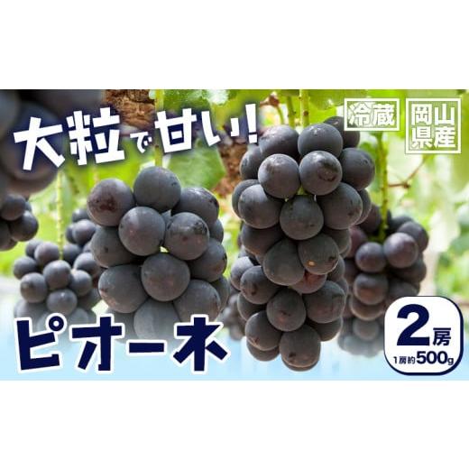 ふるさと納税 ぶどう 岡山県 浅口市 2026年先行予約 岡山県産 ピオーネ 2房 約500g×2 晴れの国 晴れの国 おかやま館(フルーツランド岡山)[2026年7月中旬-8…