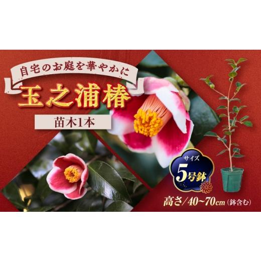 ふるさと納税 雑貨・日用品 苗木 愛知県 稲沢市 椿 「玉之浦-たまのうら-」 5号鉢 苗木 / 植物 椿名花 花 苗 鉢植え / 稲沢市 / 椿園株式会社