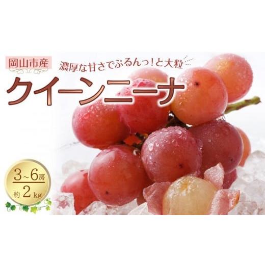 ふるさと納税 果物類 ぶどう 岡山県 岡山市 ぶどう 2026年 クイーンニーナ 3〜6房 合計約2kg 種無し ブドウ 葡萄 岡山市産 国産 フルーツ 果物 渡邊農園