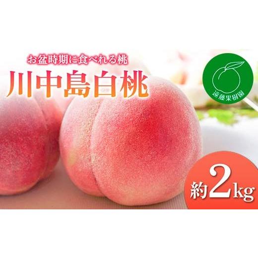 ふるさと納税 もも 福島県 伊達市  2026年出荷分先行予約 福島県産 川中島白桃 約2kg (5〜9玉) 遠藤果樹園 白桃 大玉 伊達の桃 桃 フルーツ 果物 もも モモ mo…の画像