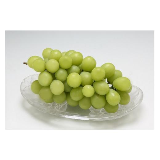 ふるさと納税 ぶどう マスカット 山形県 庄内町 R8.10月より順次発送 庄内町産 佐藤正視さんのシャインマスカット 約700g×1房(入金期限:2026.9.20)先行受…