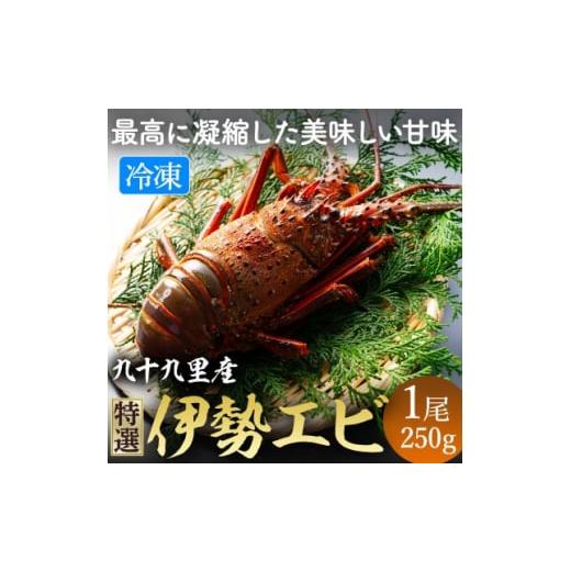 ふるさと納税 エビ・カニ等 エビ 千葉県 旭市 活け〆 冷凍 伊勢海老 (刺身用) 約250g/1尾入り 伊勢 海老 エビ 九十九里浜 九十九里 急速冷凍 瞬間冷凍 冷凍 …