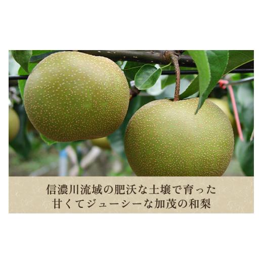 ふるさと納税 梨 新潟県 加茂市  2026年先行予約 「天果糖逸（てんかとういつ）」 新潟県産和梨 新王 約5kg（8〜10玉）《9月下旬〜配送予定》 しんおう 果物 …_4