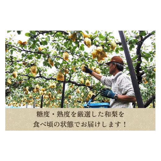ふるさと納税 梨 新潟県 加茂市  2026年先行予約 「天果糖逸（てんかとういつ）」 新潟県産和梨 新王 約5kg（8〜10玉）《9月下旬〜配送予定》 しんおう 果物 …_5