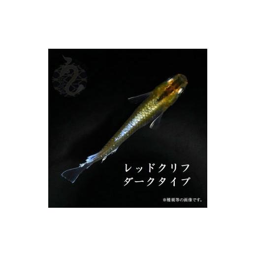 ふるさと納税 埼玉県 富士見市 0100-005 メダカ「レッドクリフダークタイプ」3ペア