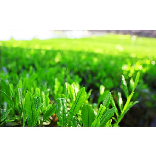 ふるさと納税 お茶類 緑茶（飲料） 京都府 宇治田原町 ティーカップで味比べ「抹茶と緑茶ティーバッグ」日本茶鑑定士監修 全2回〈定期便 お茶 緑茶 煎茶 宇治…_8