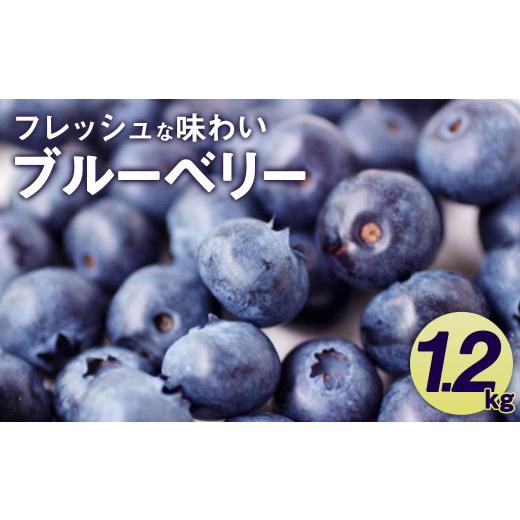 ふるさと納税 果物類 熊本県 相良村 2026年6月下旬発送 相良村産 ブルーベリー 1.2kg フルーツ くだもの 果物 熊本県産 2026年6月下旬発送