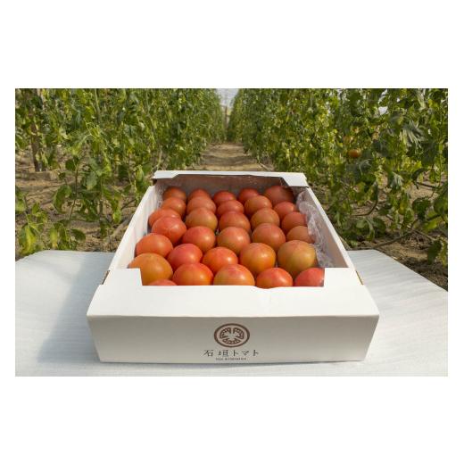 ふるさと納税 野菜類 トマト 高知県 仁淀川町 棚田で育った石垣トマト(約2.5kg) 4月発送 4月発送