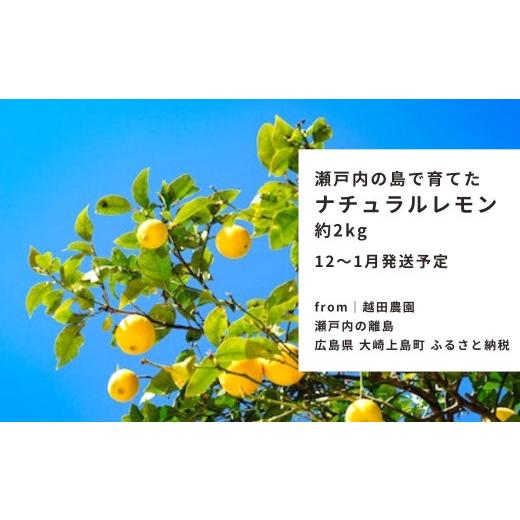 ふるさと納税 広島県 大崎上島町 [12〜1月発送] 大崎上島産 越田農園のナチュラルレモン 約2kg 12〜1月発送予定分