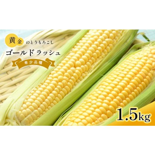 ふるさと納税 熊本県 玉名市 ゴールドラッシュ とうもろこし 約 1.5kg | 野菜 とうもろこし トウモロコシ 熊本県 玉名市 くまもと たまな