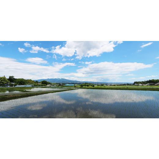 ふるさと納税 木工品・竹工品 群馬県 榛東村 榛東 開運福だるま 13号(40cm) 1036048の画像