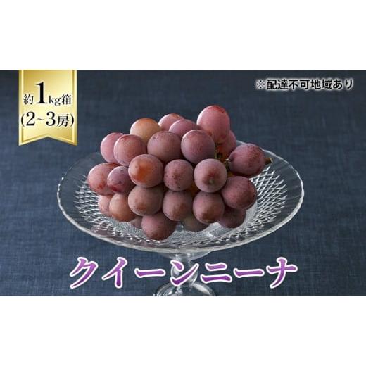 ふるさと納税 果物類 ぶどう 岡山県 里庄町 2026年先行予約 ぶどう 岡山県産 クイーンニーナ 1kg箱(2〜3房) [2026年8月下旬-9月下旬頃出荷] 葡萄 ブドウ …