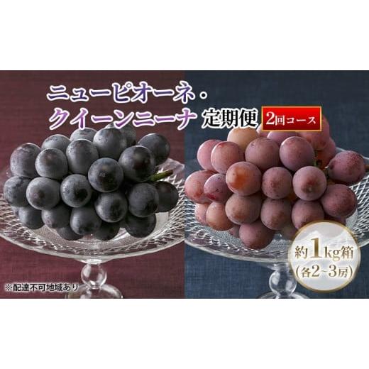 ふるさと納税 果物類 ぶどう 岡山県 里庄町 定期便 2026年先行予約 ぶどう 岡山県産 ニューピオーネ ・ クイーンニーナ 1kg箱(各2〜3房) 定期便 2回 [2026…