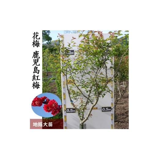 ふるさと納税 雑貨・日用品 苗木 京都府 亀岡市 すだ農園 大苗 農園直送 ウメ (花梅) 鹿児島紅梅 (かごしまこうばい) 地掘苗 [花 苗木 記念樹] 南関東、東…
