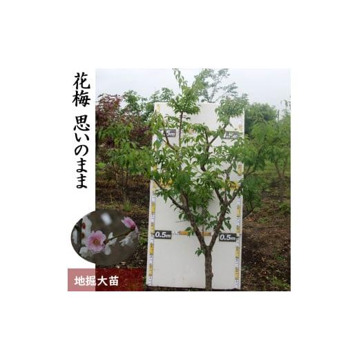 ふるさと納税 雑貨・日用品 苗木 京都府 亀岡市 すだ農園 大苗 農園直送 ウメ (花梅) 思いのまま 地掘苗 [花 苗木 記念樹 シンボルツリー] 南関東、東海、…