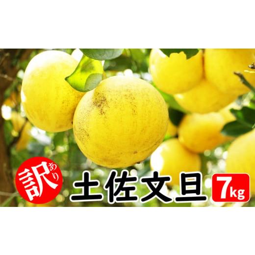 ふるさと納税 果物類 みかん 愛媛県 愛南町 チョイス限定価格 訳あり 土佐文旦 7kg みかん 蜜柑 文旦 ぶんたん 柑橘 果物 フルーツ 土佐 文旦 分担 ブンタン …