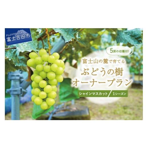 ふるさと納税 ぶどう マスカット 山梨県 富士吉田市 ぶどうの樹 オーナー制度 シャインマスカット 1シーズンオーナープラン(2022年植付け) 5房保証付き 栽培…
