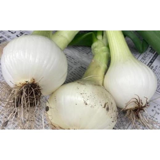 ふるさと納税 野菜類 玉ねぎ 兵庫県 南あわじ市 農家直送 淡路島新玉ねぎ 10kgサイズ色々の画像
