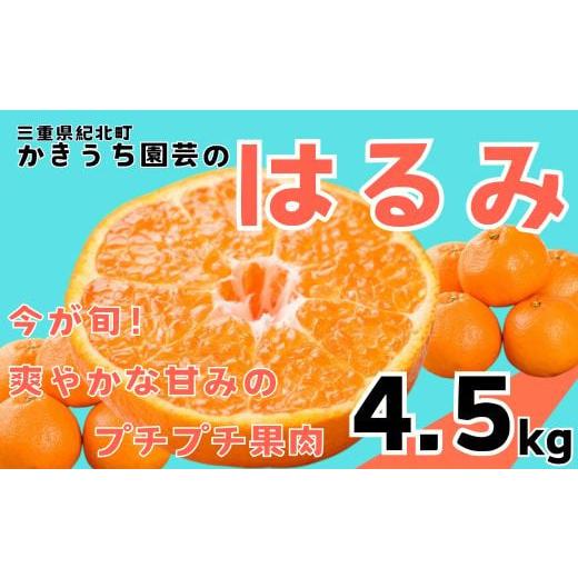 ふるさと納税 果物類 みかん 三重県 紀北町 [数量・季節限定]今が旬 プチプチ果肉の はるみ 4.5kg かきうち園芸