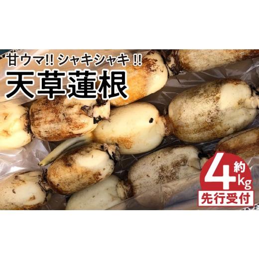 ふるさと納税 人参・大根・他根菜 熊本県 天草市 S089-010_天草蓮根 約4キロ
