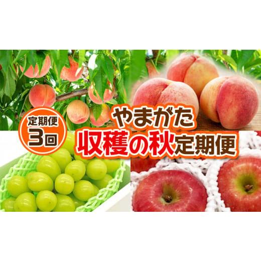 ふるさと納税 もも 山形県 山形市 定期便3回 やまがた 収穫の秋定期便 令和8年産先行予約 FS24-535 くだもの 果物 フルーツ 山形 山形県 山形市 2026年産