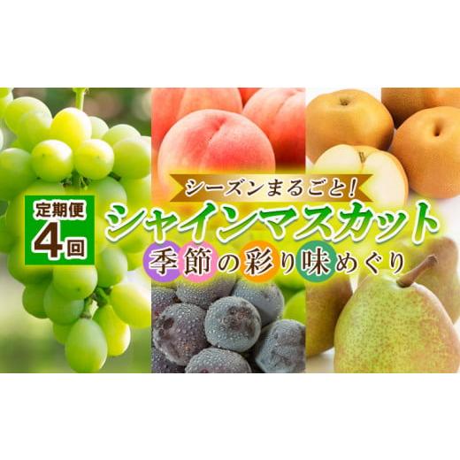 ふるさと納税 ぶどう マスカット 山形県 山形市 定期便4回 シーズンまるごと シャインマスカット 季節の彩り味めぐり 令和8年産先行予約 FU23-884 くだもの …