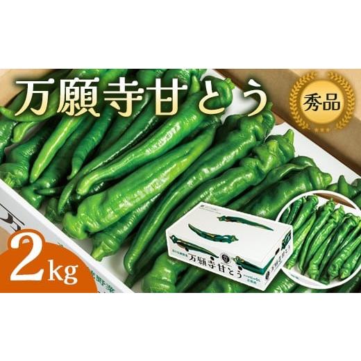 ふるさと納税 野菜類 京都府 綾部市 万願寺甘とう 秀品 2kg 肉厚 ジューシー 辛くない 唯一の京野菜 国産 旬 季節の野菜 詰め合わせ 京のブランド産品 京野菜 …