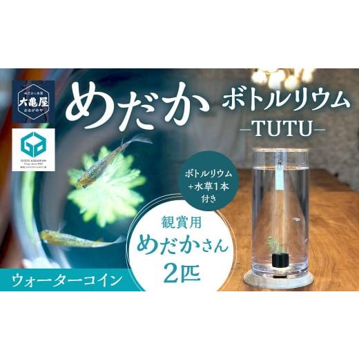 ふるさと納税 生き物 福岡県 北九州市 めだかボトルリウム-TUTU- 水草(ウォーターコイン) 水草(ウォーターコイン)