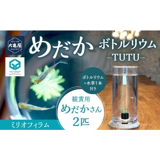 ふるさと納税 生き物 福岡県 北九州市 めだかボトルリウム-TUTU- 水草(ミリオフィラム) 水草(ミリオフィラム)