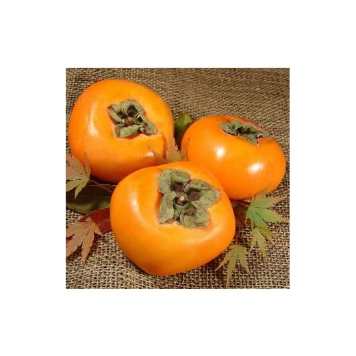 ふるさと納税 果物類 柿 和歌山県 美浜町 和歌山の種なし柿 秀品 サイズ・品種おまかせ 約7.5kg 和歌山県産 フルーツ かき 紀伊国屋文左衛門本舗