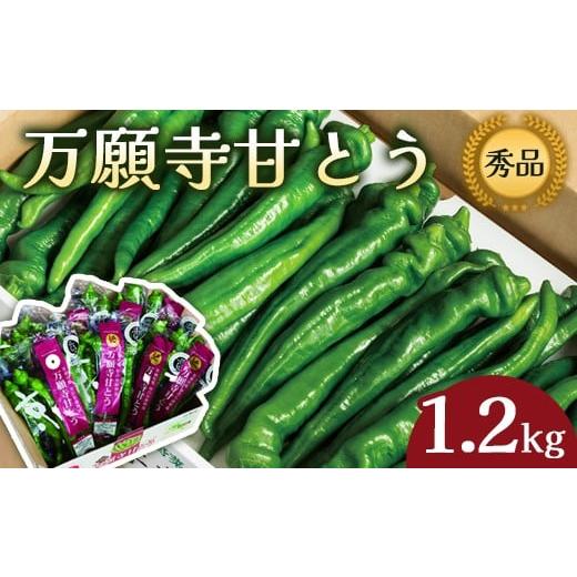 ふるさと納税 野菜類 京都府 舞鶴市 2025年夏発送分 万願寺甘とう 化粧箱入 秀品 1.2kg 野菜 万願寺 万願寺とうがらし 甘唐辛子 甘とう 辛くない 夏野菜 緑黄…