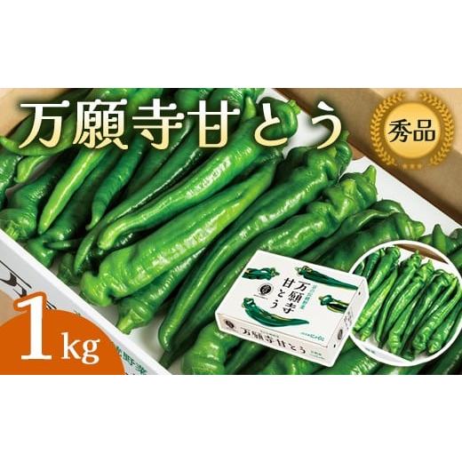 ふるさと納税 野菜類 京都府 舞鶴市 2025年夏発送分 万願寺甘とう 化粧箱入 秀品 1kg 選べる容量 野菜 夏野菜 旬 地場産 地場野菜 地元野菜 発祥 伝統 京野菜…