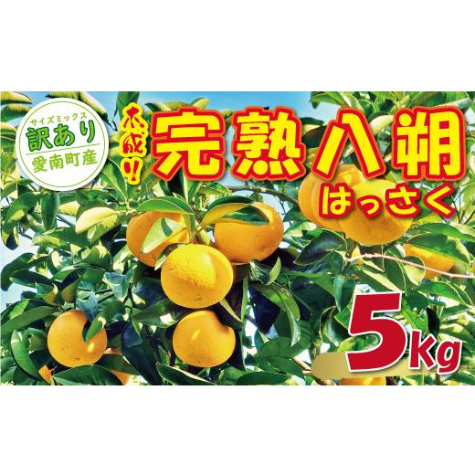 ふるさと納税 みかん・柑橘類 愛媛県 愛南町 訳あり 木成り 完熟 八朔 5kg 7000円 みかん はっさく 家庭用 サイズ ミックス 産地直送 国産 農家直送 糖度 果樹…
