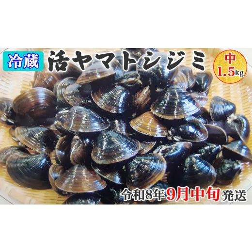 ふるさと納税 魚貝類 しじみ 青森県 つがる市 令和8年9月中旬発送 青森県十三湖産 冷蔵 活ヤマトシジミ 中 1.5kg|十三湖産 青森 津軽 つがる しじみ みそ汁 …