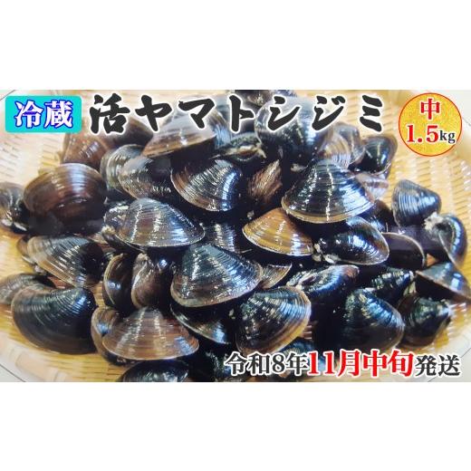 ふるさと納税 魚貝類 しじみ 青森県 つがる市 令和8年11月中旬発送 青森県十三湖産 冷蔵 活ヤマトシジミ 中 1.5kg|十三湖産 青森 津軽 つがる しじみ みそ汁…