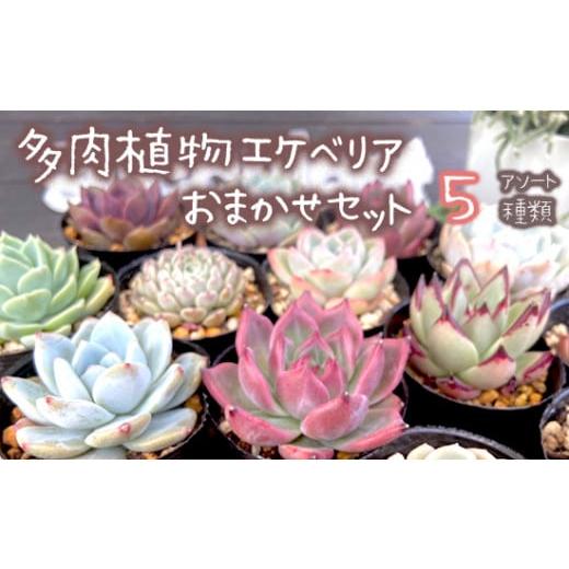 ふるさと納税 雑貨・日用品 苗木 京都府 舞鶴市 4月発送 多肉植物 エケベリア おまかせ セット 詰め合わせ 5種 観葉植物 先行予約 選べる発送月 種類 人気 お…