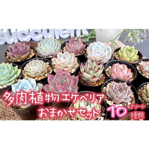 ふるさと納税 雑貨・日用品 苗木 京都府 舞鶴市 2月発送 多肉植物 エケベリア おまかせセット 10種類 セット 観葉植物 先行予約 種類 人気 おすすめ 高評価 …