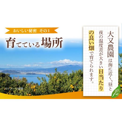 ふるさと納税 長崎県 大村市 みかん 5kg 詰合せ 長崎県産 ／ 柑橘 みかん 蜜柑 ／ 大村市 大又農園[ACAB126]｜furusatochoice｜05